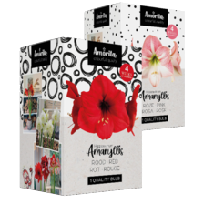 Amaryllis in giftbox